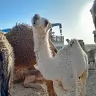 قعود