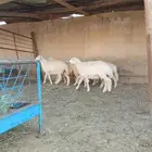 عدد 4 طليان ورخل اضاحي