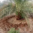 نخل مجدول وصقعي