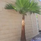 تكريب تنظيف وترتيب نخل بجميع انواعه عربي وشنطني