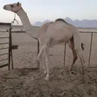 قعود اللبيع