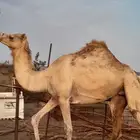 بكرة حراه