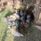 حجل حبشي للبيع