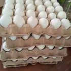 بيض بلدي انتاج يومي