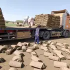 نجيله سي الفين