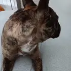 French bulldog