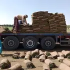 نجيله سي الفين