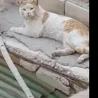 مطلوب قطاوة شوارع