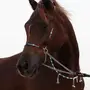 مطلووب مهره للبيع