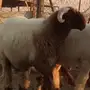 جذع نعيم صنف للبيع