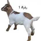 للبيع تيوس قزميه