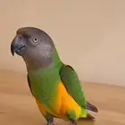 بغبغا سنغالي للبيع