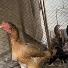دجاجه سندي دم صافي