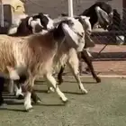 مراح معزاء مشاريك مصري