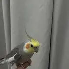 كروان الليف متكلم