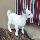 جفره قزم