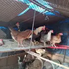 دجاج بلدي للبيع الموقع حي الجامعه