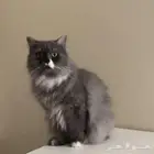 قطة للتبني