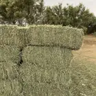برسيم العدد