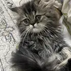 قطط كيتن للبيع بالخبر
