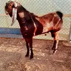 فحل ماعز هندي