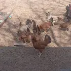ترتھ مرغیاں