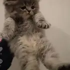 تبني