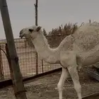 للبيع قعود مفرود كفو على رمان المهيلب