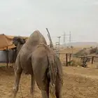 بعير للبيع