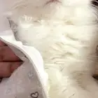 قط شيرازي صغير مون فيس للبيع