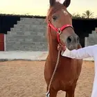 فرس