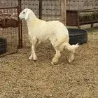 طليان وتيوس و سواكن ذبائح للبيع كاش و تمارا مع الذبح والتوص