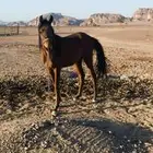 مهر شعبي اقبل البدل بغنم