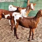 جفار محايلية للمقنوي تم البيع