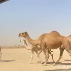 ناقه عشرا ضريبه للبيع انتاجها عندي طيب