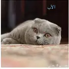 قطط سكوتش