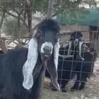 فحل عارضي صنف للبيع