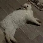 قطط للتبني