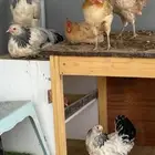 دجاج براهما لايت