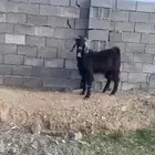 فحل معزى ثني