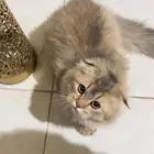 سكوتش فولد للبيع