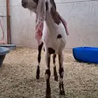 تيس حجازي من النوادر