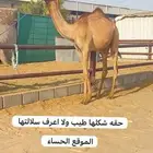 بكره