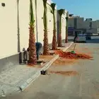 نخيل وشنطني جميع انواع المقاسات