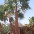 نخل واشنطني واشنطني زينه