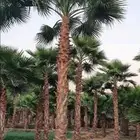 نخل واشنطني