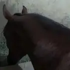 مهر عربي حفيد (فادي الشقب)