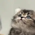 للبيع قططط