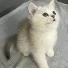 قطط صغيره سكوتش ستريت إناث للبيع بأقل الإسعار