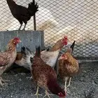 دجاج بلدي